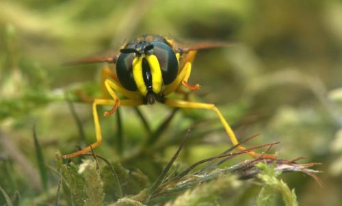 Réf. 213 709 : Chrysotoxum elegans